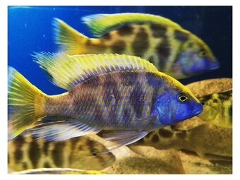 Tlamovci Malawi... Nimbochromis venustus 7-9cm