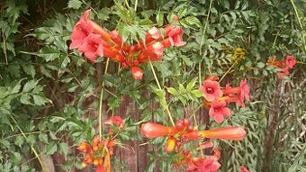 Campsis grandiflora - trubač velkokvětý - červené květy - 1