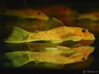 ancistrus super red - 1