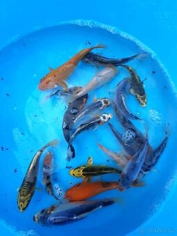 KOI - TÁBOR - 1