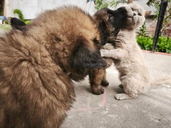 Leonberger šteňatá