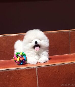 Bílá Pomeranian štěňata