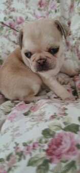 Mops