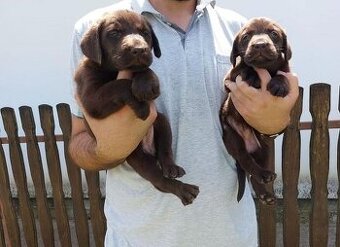 Labrador retriever