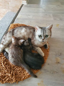 Prodám kotata Whiskas