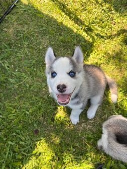 Štěně Husky bez PP