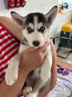 Štěně Husky bez PP