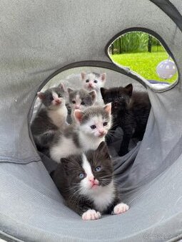 Koťátka po Ragdoll hledají nové domovy