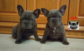 Francouzský buldoček modrý - French bulldog blue