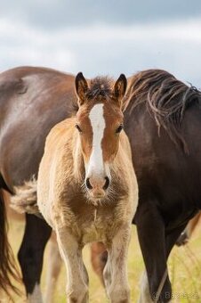 Klisna Welsh Cob