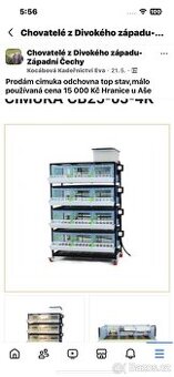 Cimuka odchovna - 1