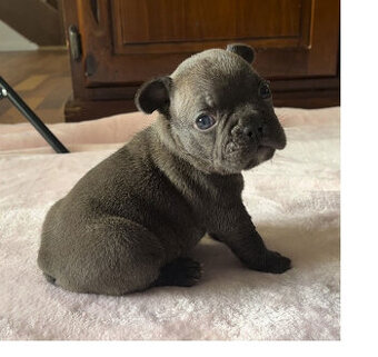 Štěňata francouzského buldočka k adopci ,