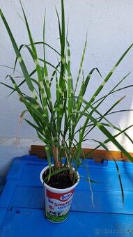 MISCANTHUS SINENSIS Zebrinus