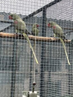 Alexandr Velký Olivové