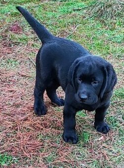 Labrador, mohutná fenka a pejsek