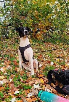 Hladkosrstý Foxteriér