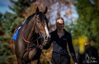PRODÁM 4 LETÉHO VALACHA