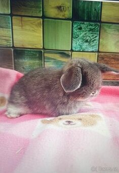 Zakrslý beran divoce modrý (perlový)