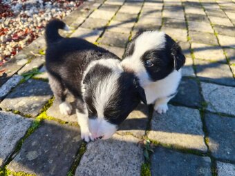 Border kolie dlouhosrstá