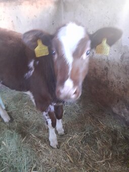 Prodám 4 měsíční jalovičku