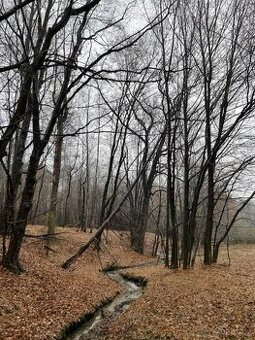 Prodám lesní pozemek v katastrálním území Velká Polom