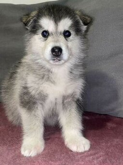 Čistokrevný malamut