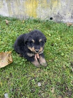 Border kolie X neznámí