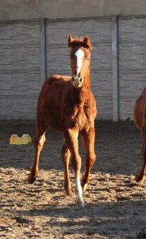 Odstávče, letošní hřebeček