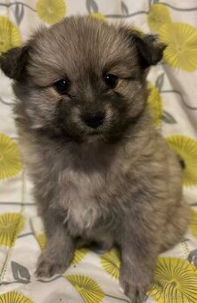 Nemecký špic stredný