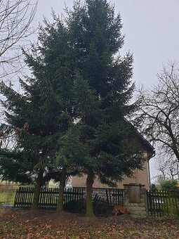 Nabízím smrky k pokácení – za dřevo, vlastní kácení a odvoz