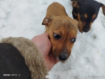 Štěňata ihned k odběru