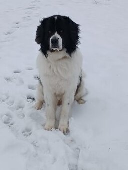 nabízíme Landseera ke krytí