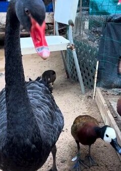 Drůbež a Nasadová vajíčka