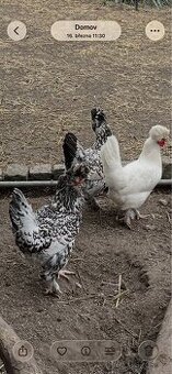 Násadová vejce - Pavlovská slepice