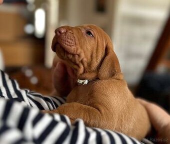 Maďarský ohař krátkosrstý