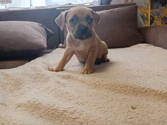 Stafordšírský bulteriér