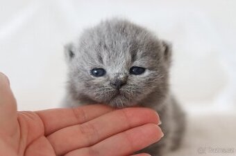 Britská koťátka s PP Chovatelská stanice Air Force Cat nabíz