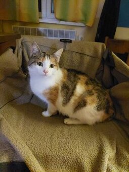 kočky kotata 7 měsíců staré sestřičky -