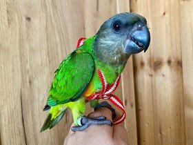 Senegalský papoušek - 1