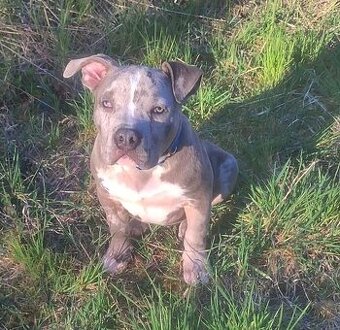 American bully xl