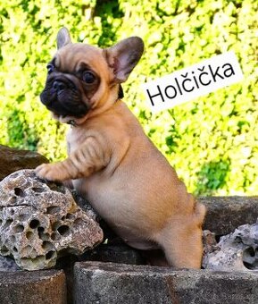 Francouzský buldoček s PP
