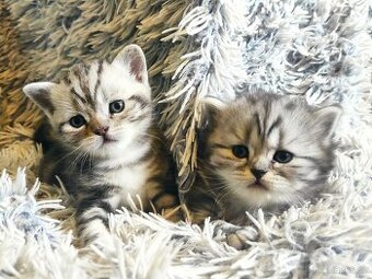 Britská koťata- whiskas