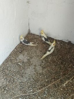 Mladé korely a andulky na ochočení