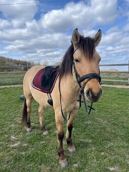 4 letá klisna fjord X quarter horse