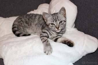 Prodám whiskas britská koťátka bez PP-poslední volná kočička