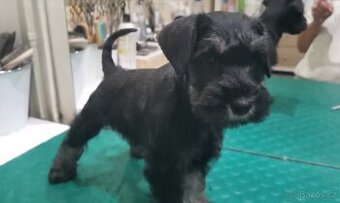 Knírač malý černostříbřitý