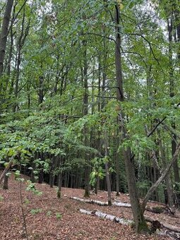 Prodám lesní pozemek v k.ú. Štiptoň