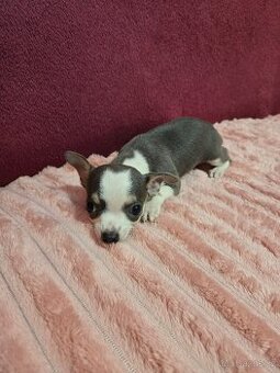 Čivava krátkosrstá modrobilý klučik