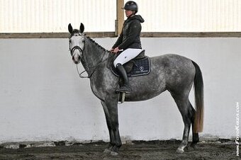 Klisna po Cornet de Lux