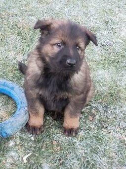 Německý ovčák s PP